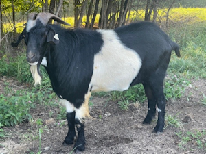 BKK Sequoia's Black Thunder - Herd Sire